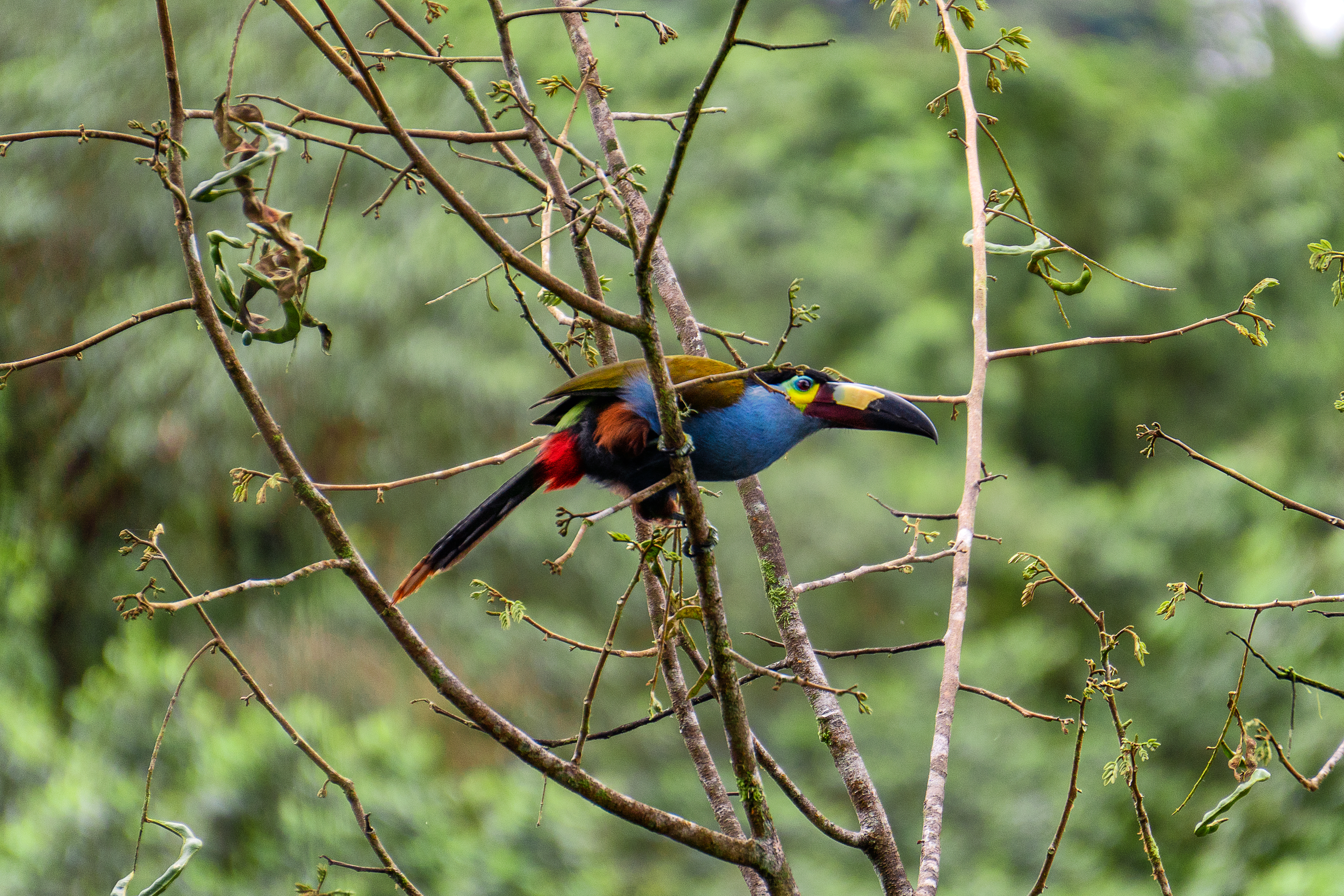 Tucan Andino. David Fajardo Trujillo