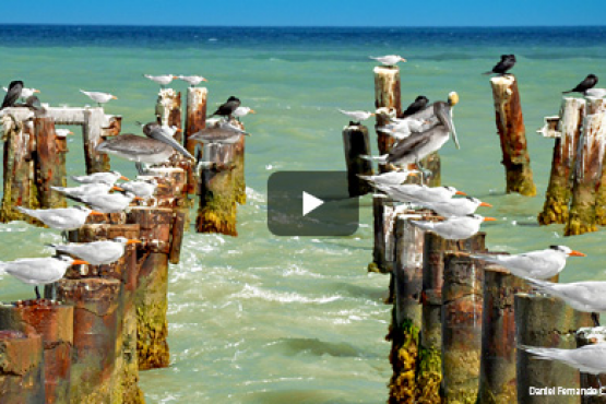 Colombia, país número uno en especies de aves, participará en el Global Big Day