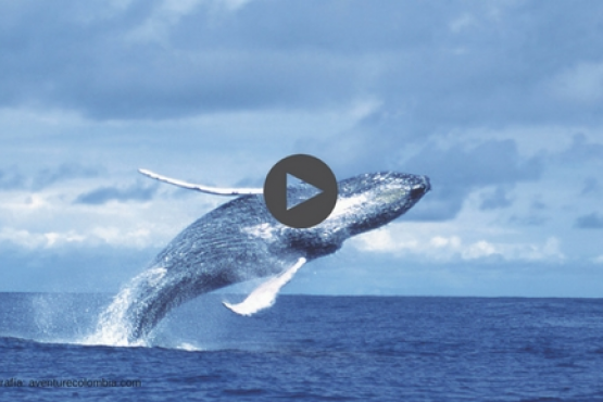 Ven a una fiesta diferente a todas las demás. El pacífico colombiano está listo para ti