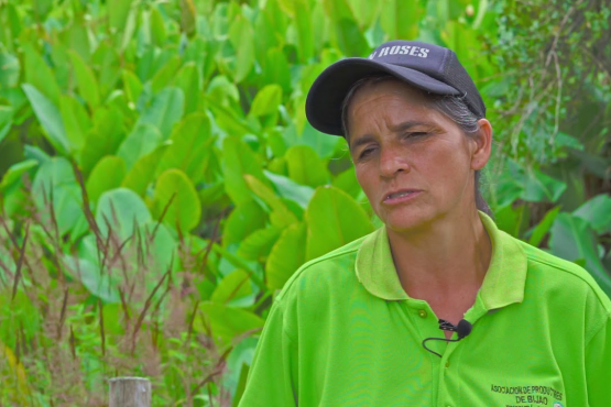 Bijao. Moniquirá - Boyacá