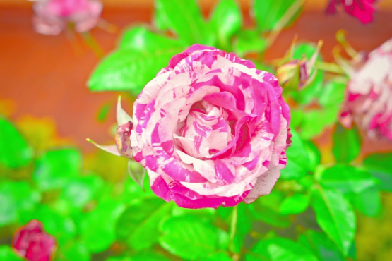 Serranía. Moniquirá - Boyacá